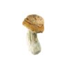 🍄 Goldmember – Premium Psilocybe Cubensis